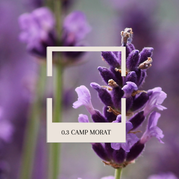 0.6 Camp Morat - Mini Home Spray - Imagen 2