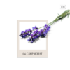 0.6 Camp Morat- Home Spray - Imagen 2