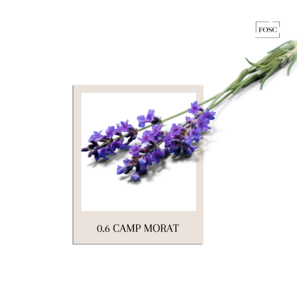 0.6 Camp Morat - Mikado - Varillas difusoras - Imagen 2